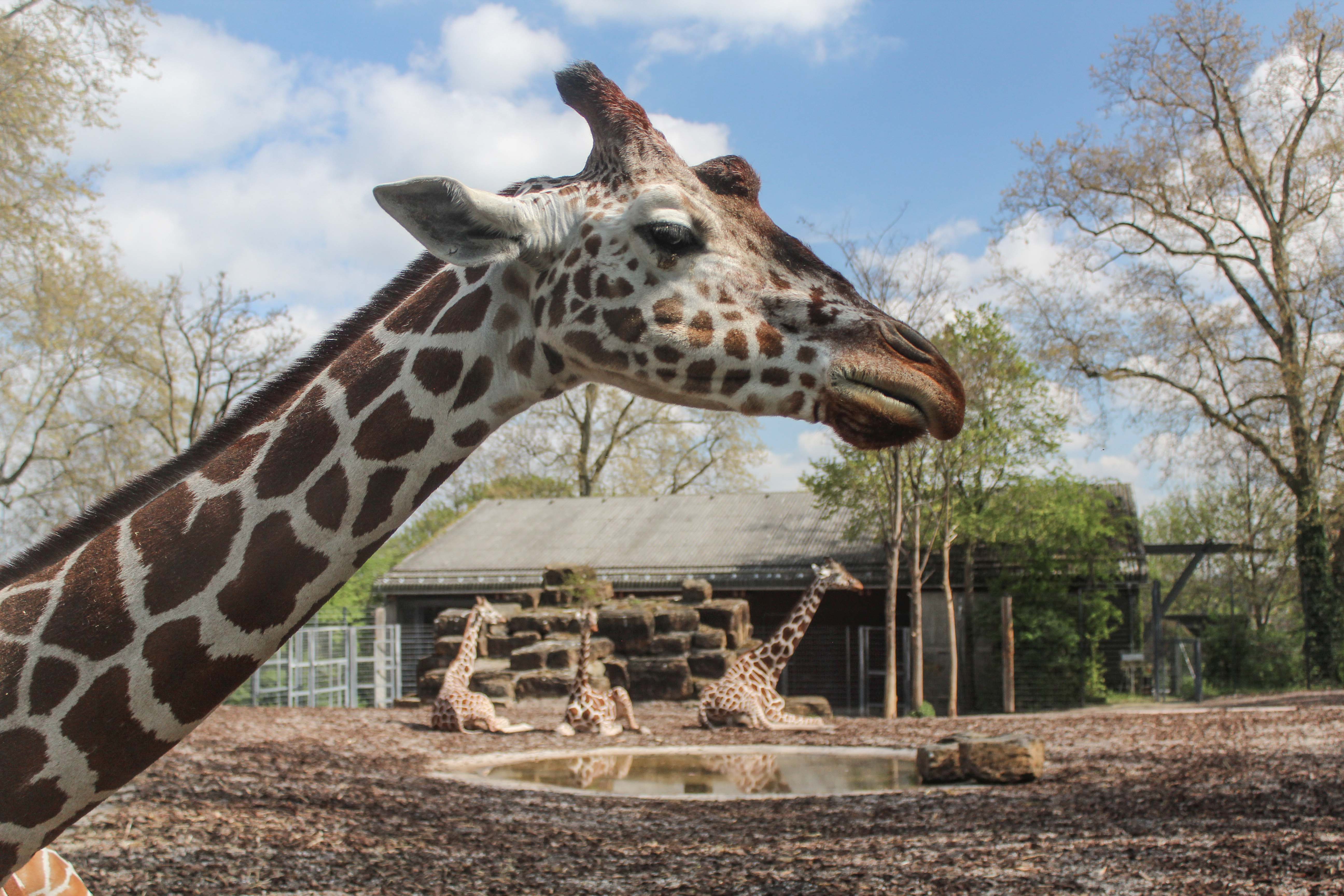 Giraffe2