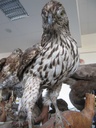 Vogel 2.jpg