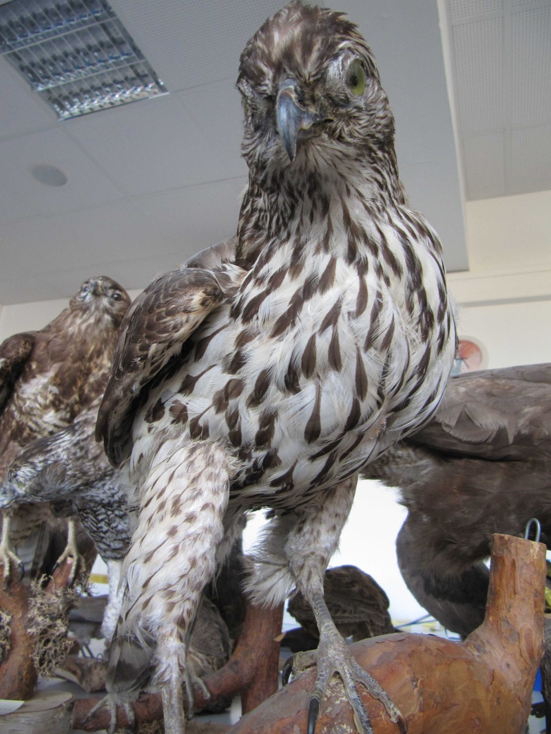 Vogel 2.jpg