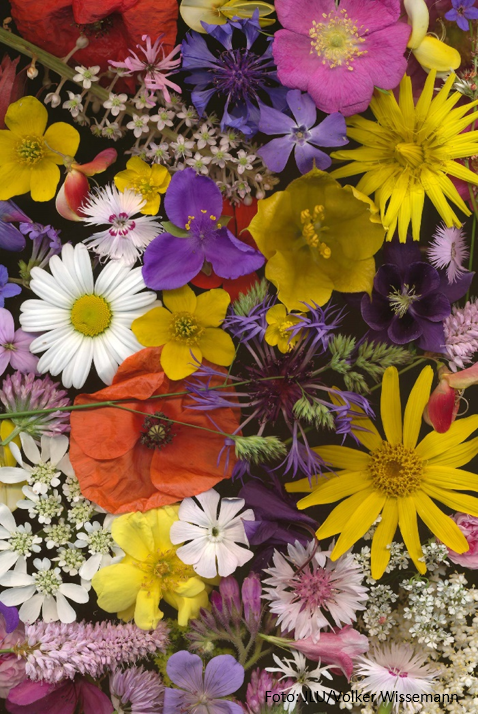 Blüten_Wissemann.png