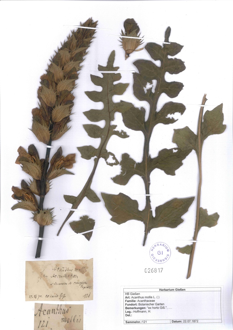 Scan Beleg Acanthus mollis.jpg