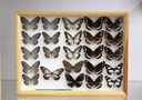 Insekten_Jung_b.JPG