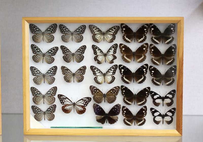 Insekten_Jung_b.JPG