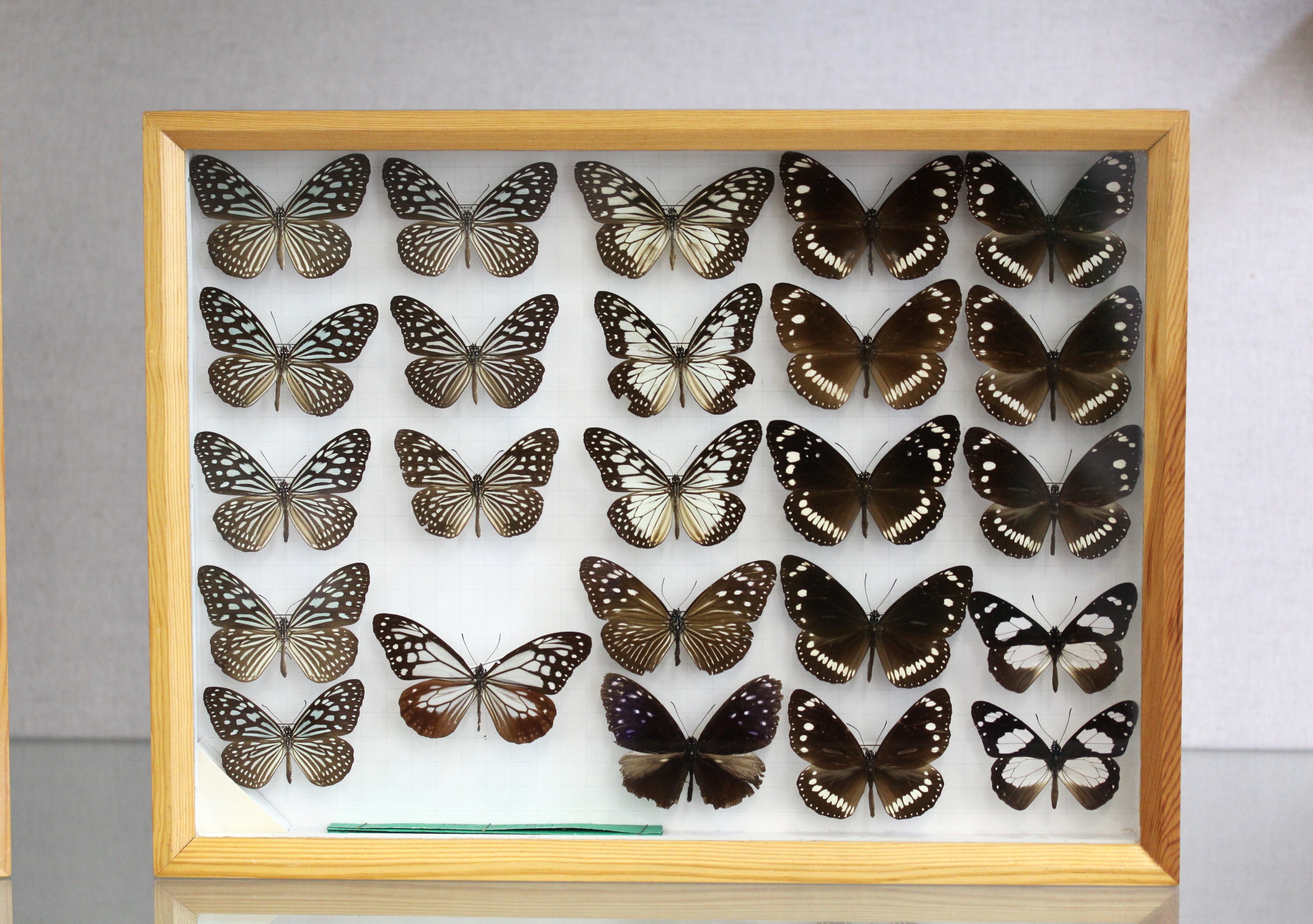 Insekten_Jung_b.JPG