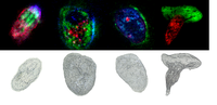 Paramecium.png