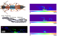 Metabolitelocalizationbyatmosphericpressure_2015_Dhaka.png