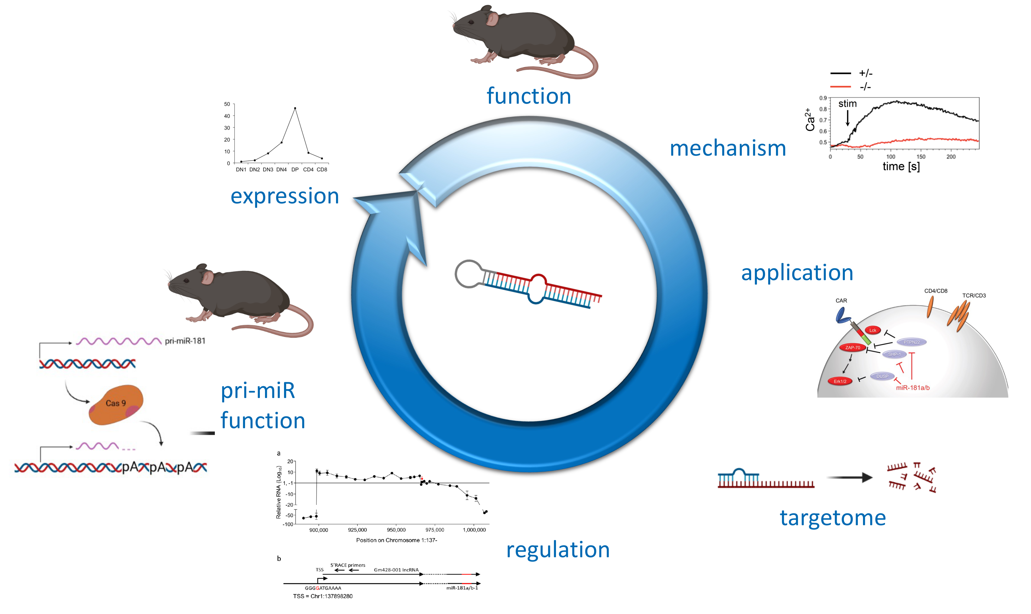 post-transcriptional control