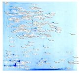 2-D electrophoresis gel of extracellular enzymes