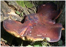 Fruiting bodies of Fistulina hepatica