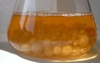 marasmius_scorodonius_cell_culture.jpg