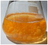 Submerged culture of Marasmius scorodonius