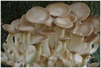 Fruiting bodies of Pleurotus eryngii
