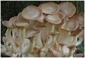 Fruiting bodies of Pleurotus eryngii