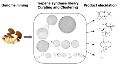 TOCgraphic_fungalterpenesynthases.jpg