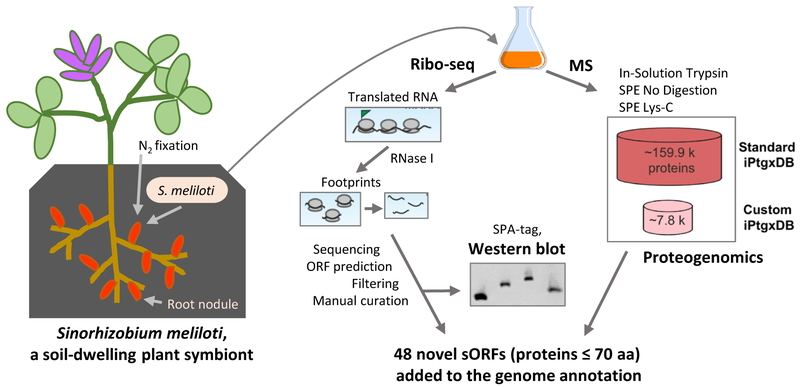 Fig1_detection_of_small orfs....png