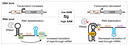 Fig2_model_of_meta_regulation....png