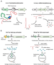Fig3_trp-related_roles....png