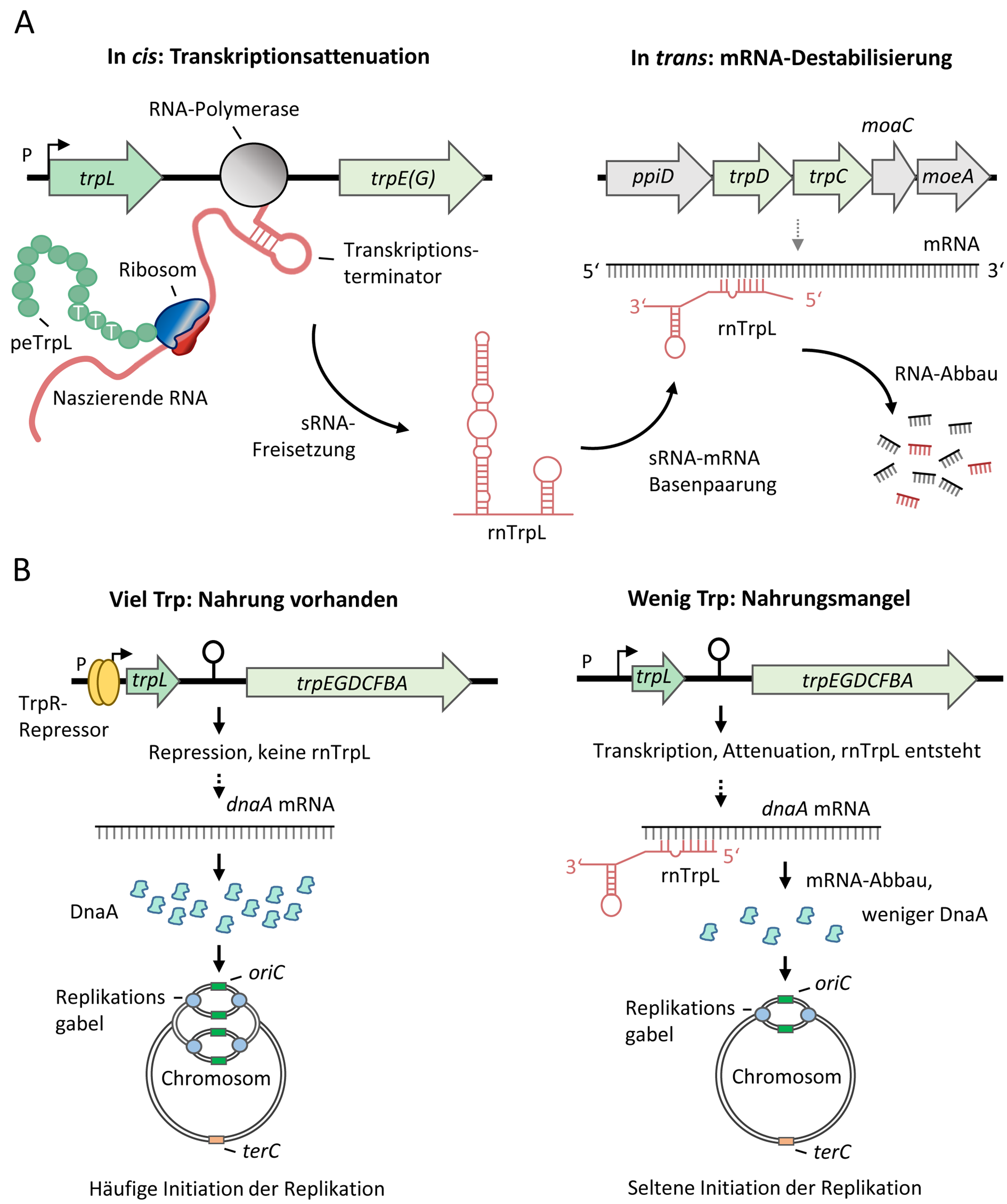 Fig3_trp-related_roles....png
