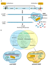 Fig4_antibiotic-related_roles....png