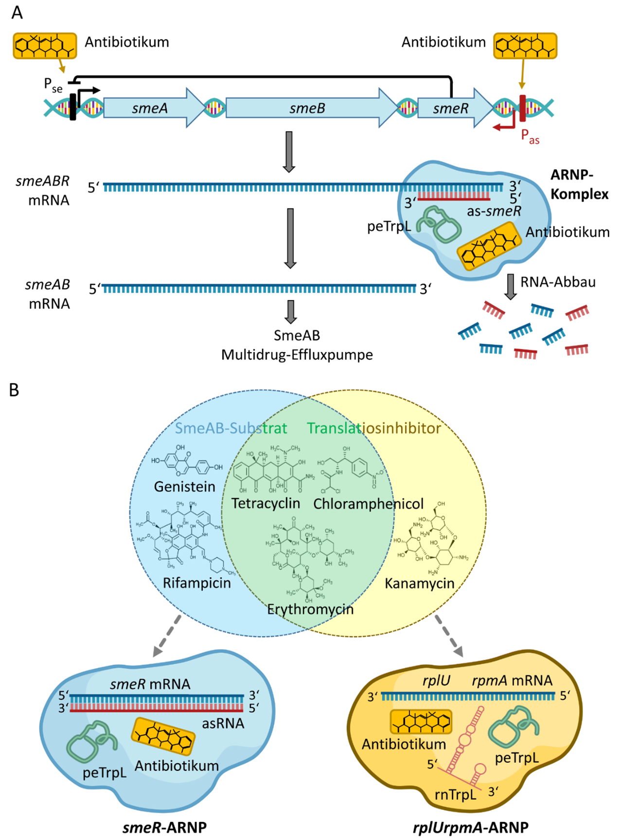 Fig4_antibiotic-related_roles....png