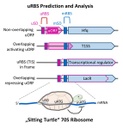 Prediction of uRBSs.jpg