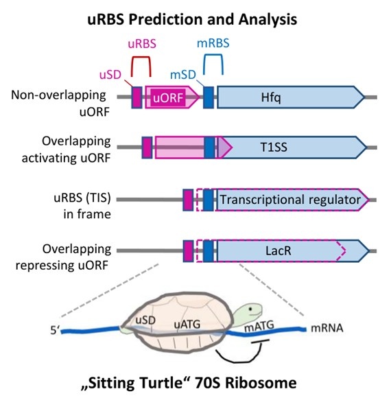Prediction of uRBSs.jpg