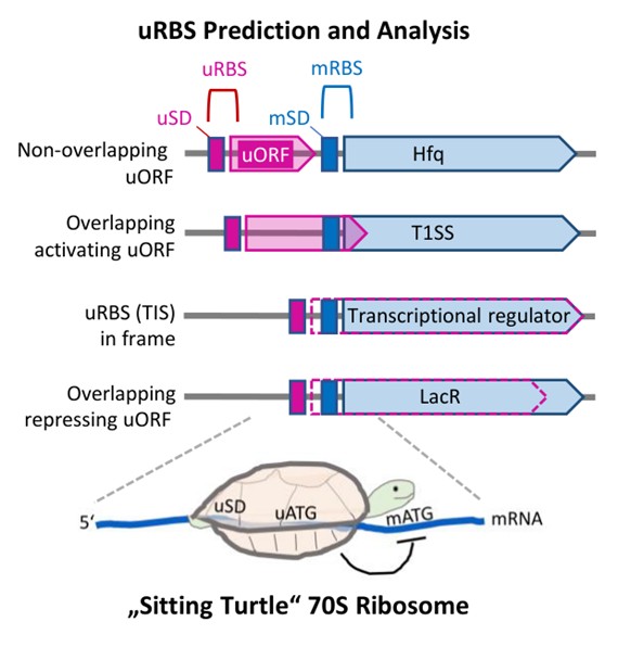 Prediction of uRBSs.jpg