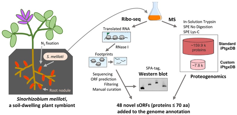 Small proteome.tif