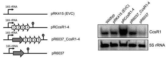 Effect of RSP_6037 on CcsR1-4 sRNA levels in strains harboring different plasmids Übersichtsgrafik Effect of RSP_6037 on CcsR1-4 sRNA levels in strains harboring different plasmids