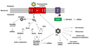 small_rna_fig1.png