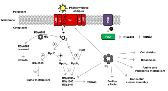 small_rna_fig1.png