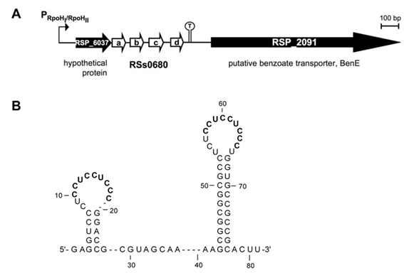 Übersichtsgrafik The homologous RSs0680 sRNAs