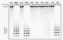 Degradation of RNA