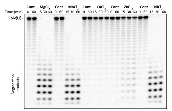 Picture gel electrophoresis:  protein components of the RNase complex 