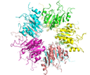 RNase NynA