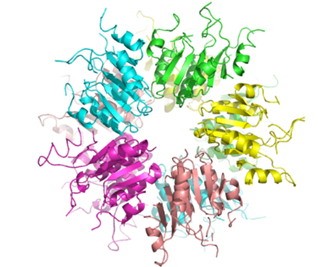 RNase NynA