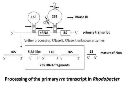 rrNA Processing