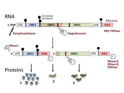 mRNA degradation mechanisms