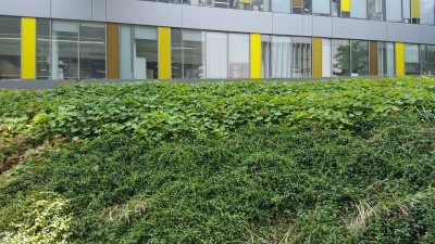 copy_of_bush.jpg