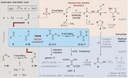 Formation of glyoxylic acid