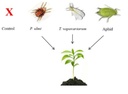 PlantInsect.jpg