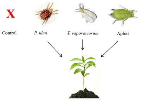 PlantInsect.jpg