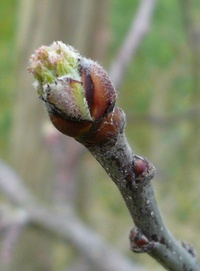 A - Weißer Klarapfel