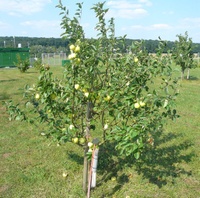 Weißer Klarapfel-Baum