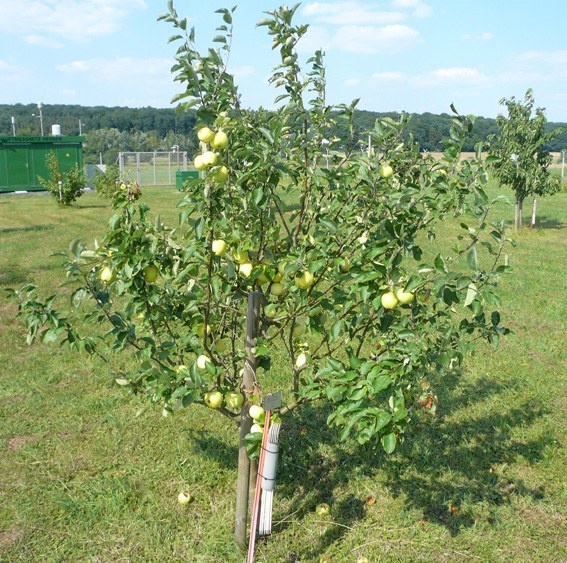 Weißer Klarapfel-Baum