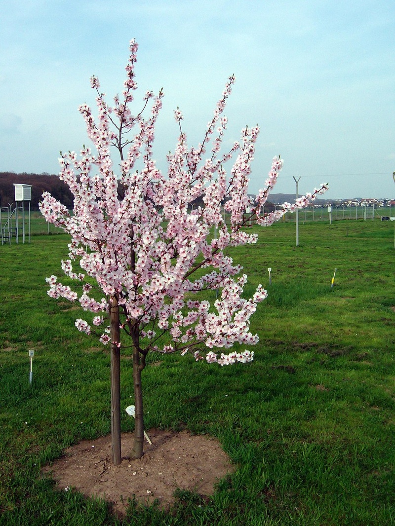 Mandelbaum im Phänologischen Garten