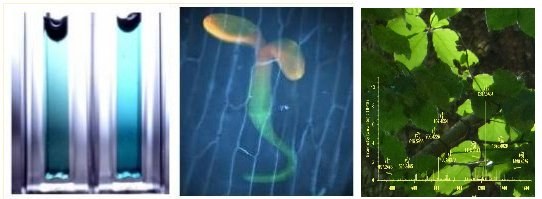 agbild