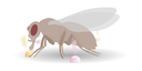 DrosoWebsite2.png