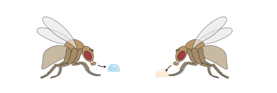 flies_feeding.jpg