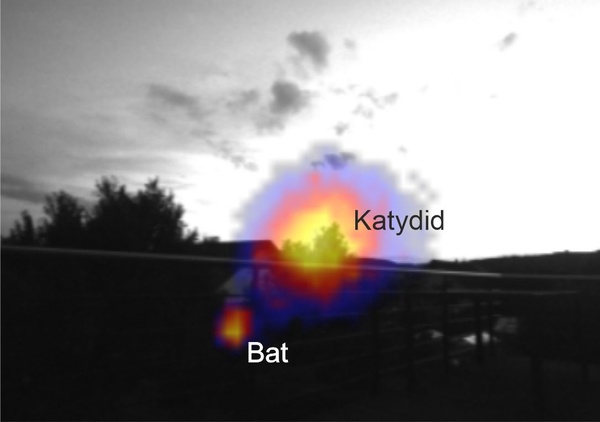 bat-TV.jpg